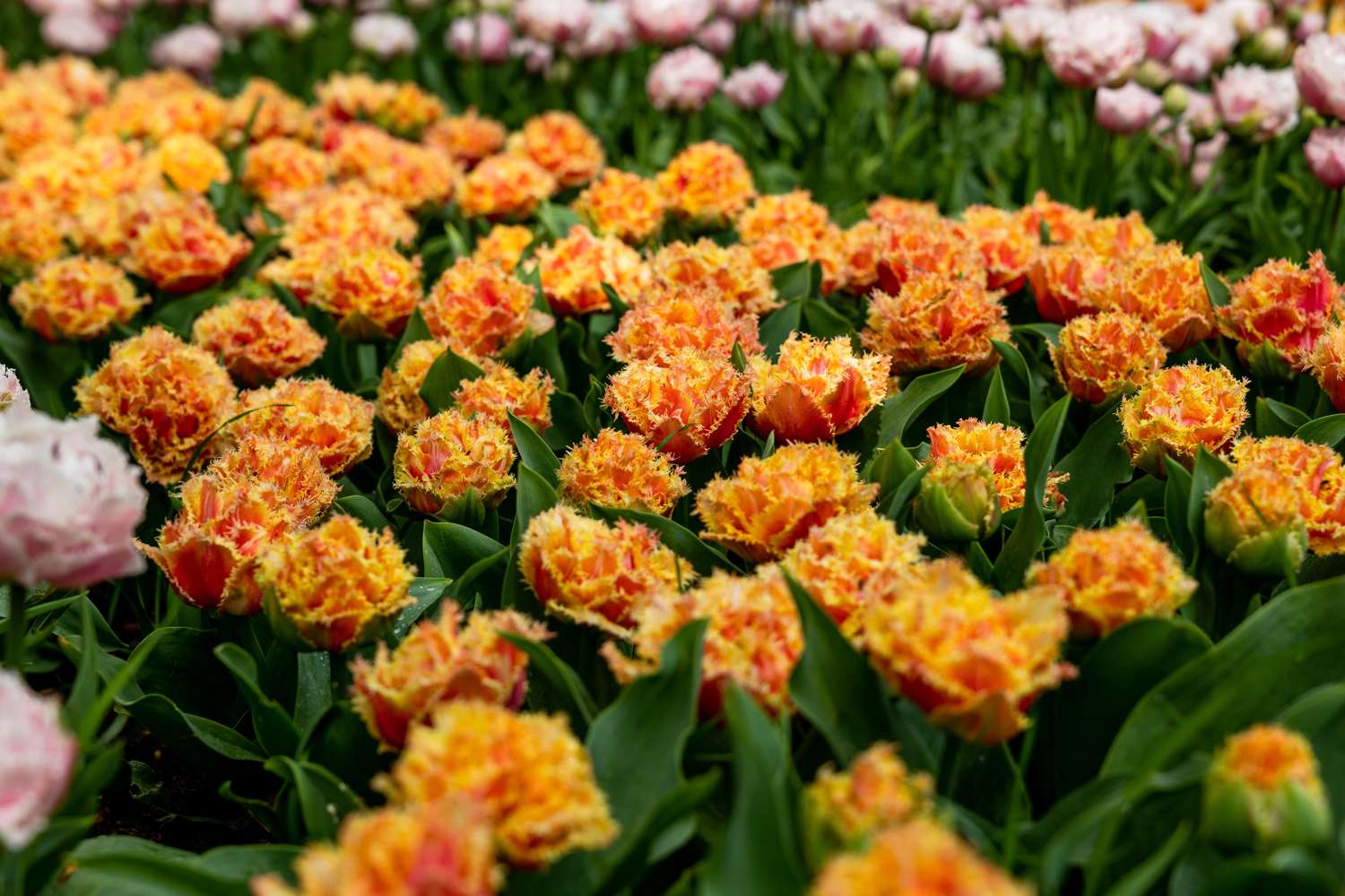 Tulip 'Brisbane'